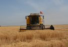 خرید بیش از ۳۸ هزار تن گندم از کشاورزان شوش