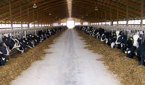 افزایش راندمان تولید شیر و گوشت در امیدیه با توزیع نهاده های دامی