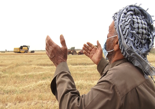 از خشکسالی تا آوای زندگی در گندمزار‌های خوزستان/ برداشت خوشه‌های زرین از دل مزارع پربار