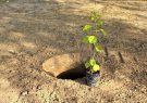 کاشت ۴۵۰ اصله درخت در شهر اهواز