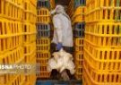 افزایش ظرفیت تولید مرغ در خوزستان / پیگیری واردات مرغ زنده از استان‌های معین