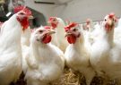 کشف ۱۰ تن مرغ زنده در اندیمشک