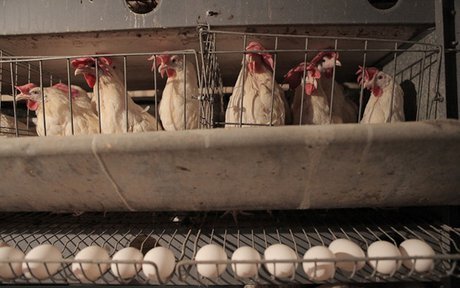 در بازار مرغ و تخم‌مرغ اهواز چه خبر است؟