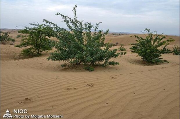 بیابان زدایی و درختكاری ۲۰۰۰ هكتار از اراضی استان خوزستان