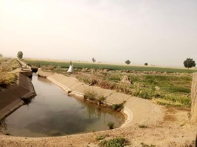 “گندم” پیشتازسطح زیر کشت قراردادهای زمستانه در شبکه های آبیاری شمال خوزستان