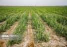 کشت چهار محصول اساسی در مزارع نیشکری خوزستان